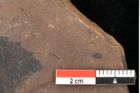 Foto (Detailsansicht) von Quercus palaeoilex Ettingshausen (NHMW-GEO-2024-0188-0915)